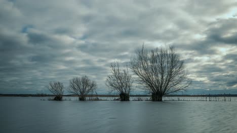 Barren-Willow-Trees-On-Flooded-Fields-By-The-River-With-Overcast-In-Poland