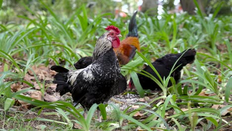 Gallo-Y-Gallinas-Picoteando-El-Suelo-Entre-Hojas-Verdes-En-El-Parque,-Azores