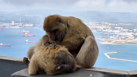 Monos-Macacos-De-Berbería-Acicalándose-Unos-A-Otros-Con-El-Mar-De-Fondo,-Gibraltar