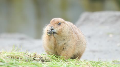 Front-Portrait-Of-Mexican-Prairie-Dog-Eating-Grass-Outdoor