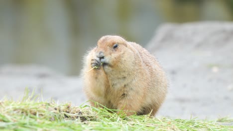 Frontporträt-Eines-Mexikanischen-Präriehundes,-Der-Gras-Im-Freien-Frisst