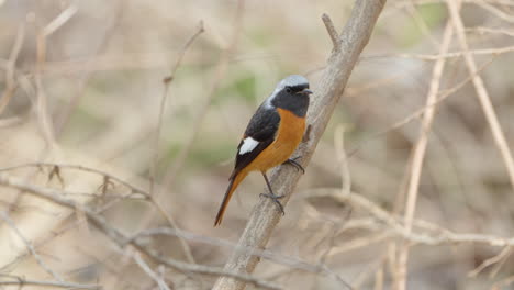 Daurian-Redstart-Bird-Purched-on-Leafless-Tree-Branch-in-Spring---close-up,-in-Seoul-Grand-Park