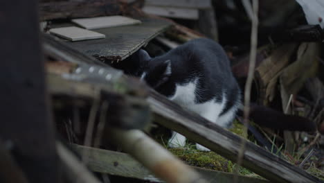 Closeup-cat-on-abandoned-property,-handheld