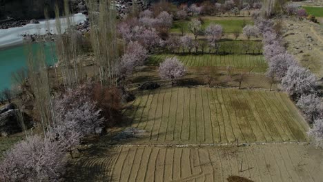 Vista-Aérea-Volando-Sobre-Campos-Bordeados-De-Cerezos-En-Flor-En-Skardu,-Gilgit-baltistan