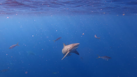 Bull-shark-eating-scraps-at-surface-of-ocean-on-bright-sunny-day---wide-shot