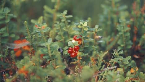 Red-cranberries-and-black-crowberries-adorn-the-delicate-branches-of-small-shrubs-in-autumn-tundra