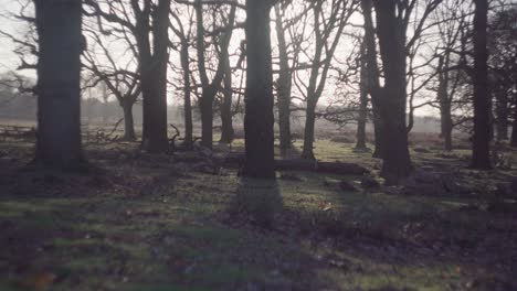 A-wooded-forest-on-a-bright-cold-winter-afternoon-in-Richmond-Park,-United-Kingdom