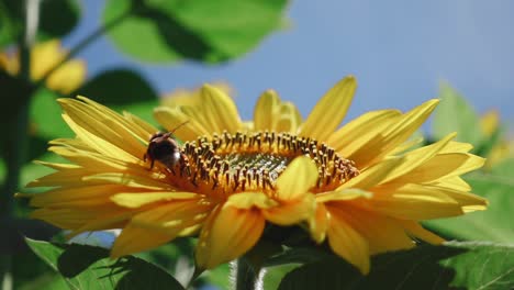 Bumblebee-crawling-on-sunflower-collecting-pollen,-Pollinator