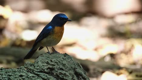 Facing-right-while-perched-on-a-limestone-rock-as-it-looks-around,-Hill-Blue-Flycatcher-Cyornis-whitei,-Male,-Thailand