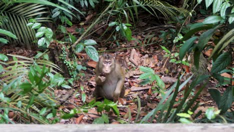 Pigtail-Macaque-comes-out-of-the-cover-of-vegetation-to-forage-for-food