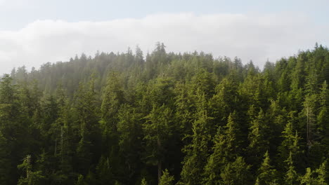Evergreen-forest-shrouded-in-fog-on-hilly-Oregon-Coast,-Pacific-Northwest,-aerial
