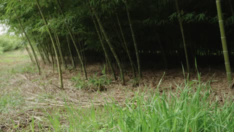 Bamboo-cane,-camera-pans-left-to-right