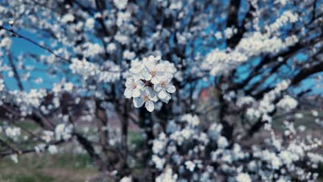 Close-up-View-of-a-White-Cherry-Plum-flower-with-Blurred-Background