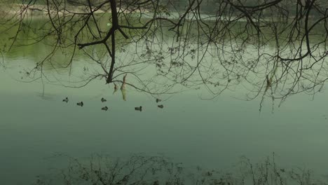 Enten-Schwimmen-Unter-Ästen,-Die-Sich-Auf-Der-Ruhigen-Oberfläche-Eines-Sees-Spiegeln,-Gedämpftes-Licht