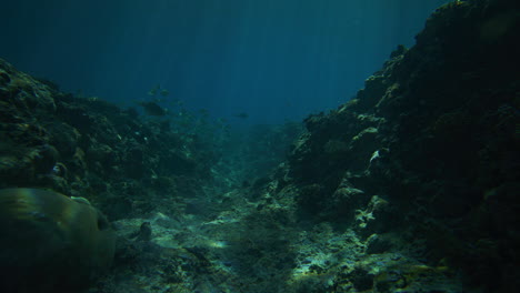 Light-rays-glisten-in-underwater-ocean-reef-trench-as-school-of-fish-swim