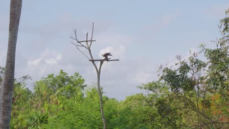 Brahminy-kite-perched-on-a-branch,-Indonesia---Tracking-Shot