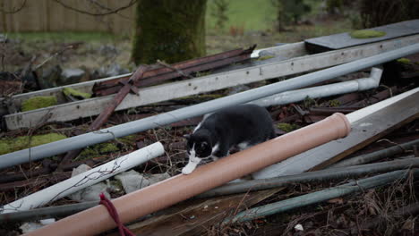 Cat-exploring-derelict-land,-with-pipes-and-planks-and-rubbish