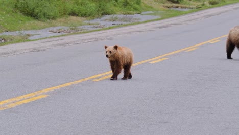 A-protective-mother-grizzly-bear-is-seen-guiding-her-young-cub-across-a-deserted-mountain-roadway,-surrounded-by-lush-greenery,-in-the-tranquility-of-early-summer