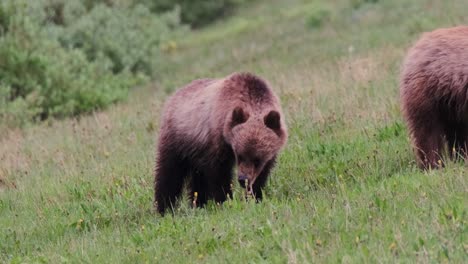 A-grizzly-bear-sow-and-cub-are-seen-standing-in-the-grass-hillside,-foraging-for-food