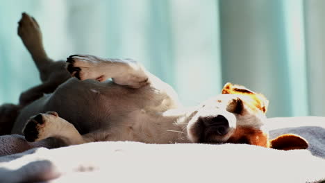 Cute-puppy-lies-on-side-with-feet-up-as-it-dozes-in-warm-sunshine