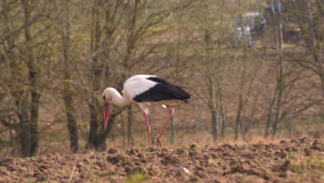 Close-up-of-alone-white-stork-walk-and-search-food-on-brown-soil-field