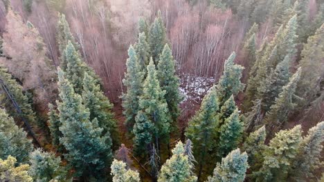 Drone-Volando-Bajo-Y-Lento-Sobre-Un-Bosque-Invernal