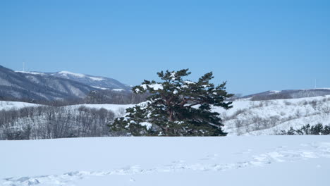 Pine-Tree-Covered-in-Snow-Growing-on-Slope-of-Mountain-at-Daegwallyeong-Sky-Ranch-,-Gangwon-do