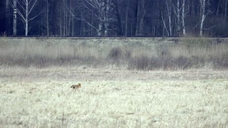 red-fox-standing-alert-in-a-field-of-dry-grass,-with-a-line-of-trees-in-the-background-dry,-golden-grass-full,-green-leaves