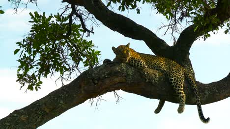 African-leopard-sleep-on-tree-branch-under-foliage-shadow,-South-Africa
