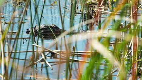 Amerikanischer-Alligator-Schwimmt-Langsam-Durch-Schilf-In-Ruhigem-Wasser,-Feuchtgebiete-Von-Florida,-4k