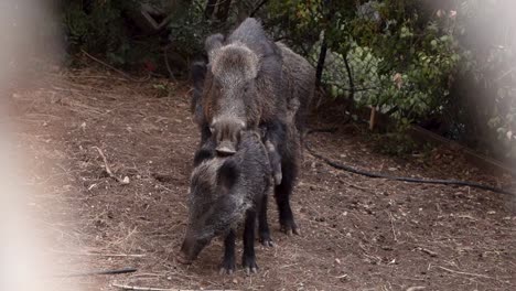 Wild-boars-mate-in-a-backyard-in-Haifa,-Israel