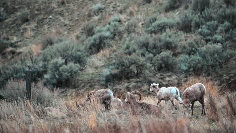 The-Quiet-Grazers-of-British-Columbia's-Grasslands