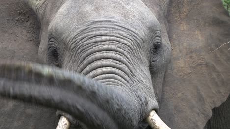 Langsames-Herauszoomen-Von-Einem-Elefanten,-Der-Sich-Am-Auge-Kratzt-Und-Mit-Seinem-Rüssel-Die-Luft-Riecht,-Krüger-Nationalpark,-Südafrika