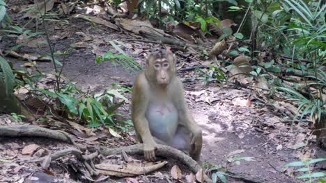 Female-Pigtail-Macaque-at-home-in-tropical-wilderness