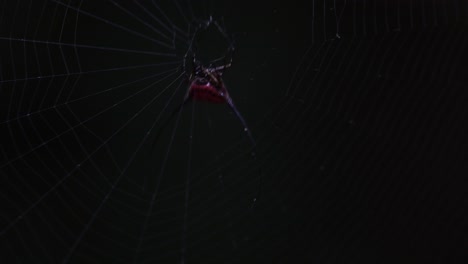 Seen-waiting-for-its-prey-then-the-web-suddenly-moves,-sign-that-a-prey-is-caught-in-its-web,-Curved-Spiny-Spider-Macracantha-arcuata,-Thailand