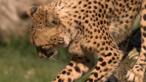 Gepard-Schärft-Seine-Krallen-An-Einem-Baum-In-Superzeitlupe