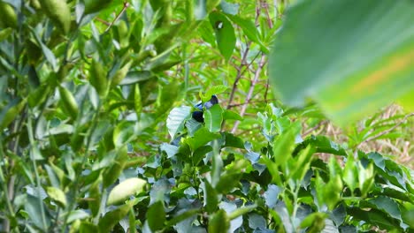 A-beautiful-Blue-Necked-Tanager-bird-in-a-tree-surrounded-by-vibrant-tropical-green-leaves-in-the-Los-Nevados-National-Park,-Columbia