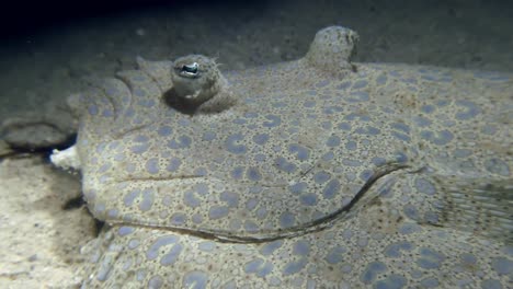 El-Vídeo-Sumergido-Muestra-La-Platija-Pavo-Real,-También-Reconocida-Como-Platija-Florida,-Una-Especie-De-Pez-Perteneciente-A-La-Familia-Bothidae,-Filmado-En-Las-Aguas-Que-Rodean-La-Isla-Mauricio.