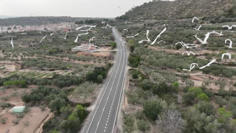 Extreme-closeup-aerial-view-of-a-herd-of-white-herons,-drone-slowmotion-shot,-in-a-rural-landscape-with-an-empty-road-and-olive-tree-grove
