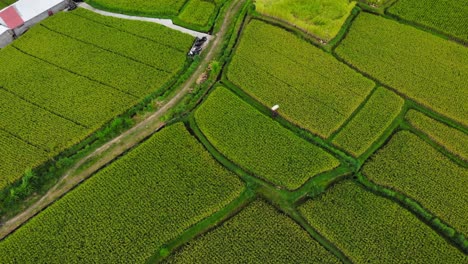 Worker-walking-through-green-rice-fields,-Indonesia