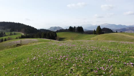 Push-out-shot-of-A-gentle-hill-crowned-with-spring's-first-crocuses,-saffrons-overlooking-a-vast,-tranquil-landscape-that-stretches-to-meet-the-distant-mountains,-Mrzli-vrh