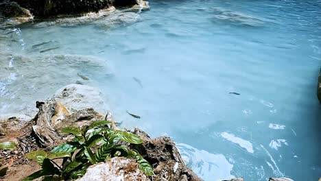 Peces-De-Agua-Dulce-Nadando-En-Las-Claras-Aguas-Azules-Provenientes-De-Las-Cascadas-De-Erawan,-Ubicadas-En-Un-Parque-Nacional-En-Kanchanaburi-En-Tailandia