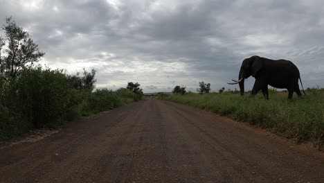 POV,-wide-shot-of-a-very-large-elephant-bull-with-big-tusks-walking-over-a-dirt-road-in-the-Kruger-National-Park