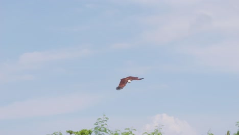 Brahminy-kite-skillfully-snatches-a-flying-piece-of-meat-mid-air