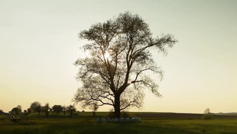 Sunset-silhouette-of-a-lone-tree-in-an-open-field-with-panning-camera-movement,-evoking-serenity