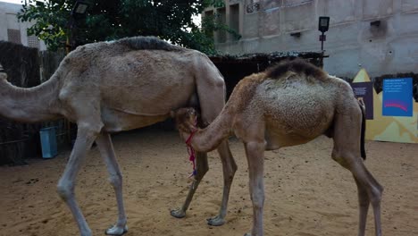 Mother-and-baby-camels-Noorah-and-Asoof,-as-part-of-the-Sheikh-Mohammed-bin-Rashid-Al-Maktoum-Centre-for-Cultural-Centre-cultural-tours,-Al-Fahidi-Historical-Neighbourhood,-Deira-Dubai