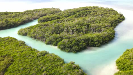 Beautiful-turquoise-waters,-amazing-mangrove-forests-on-a-sunny-sunrise
