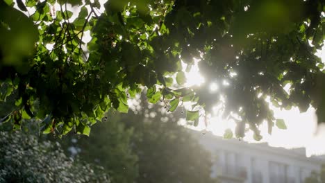 Soft-flowing-shot-of-sun-bursting-through-lush-leaves-and-branches