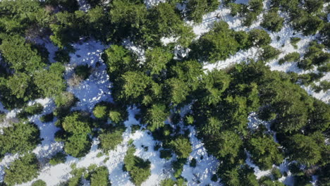 A-snowy-forest-landscape-with-green-trees-poking-through,-aerial-view