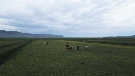 Icelandic-horses-walk-toward-camera-revealing-Vik-meadow-fields